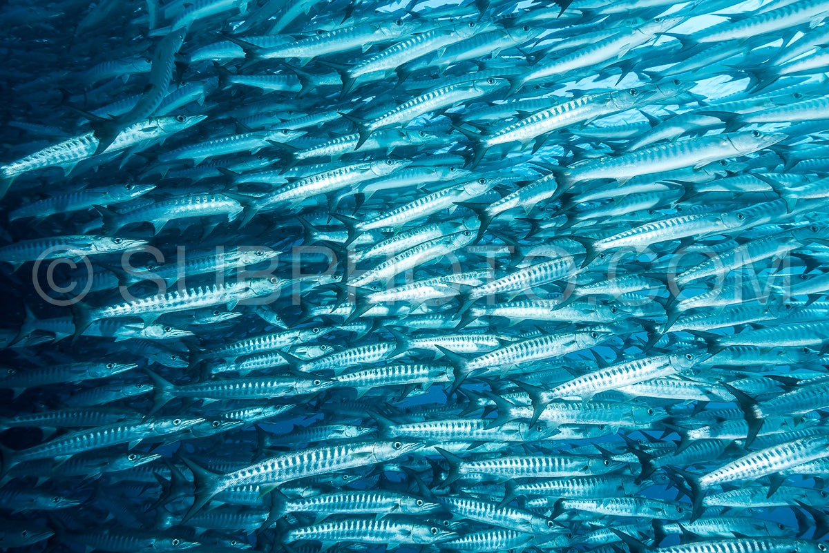 Photo de Banc de barracudas à nageoires noires dans le Big Fish Country- Maratua- Kalimantan- Borneo- Indonésie