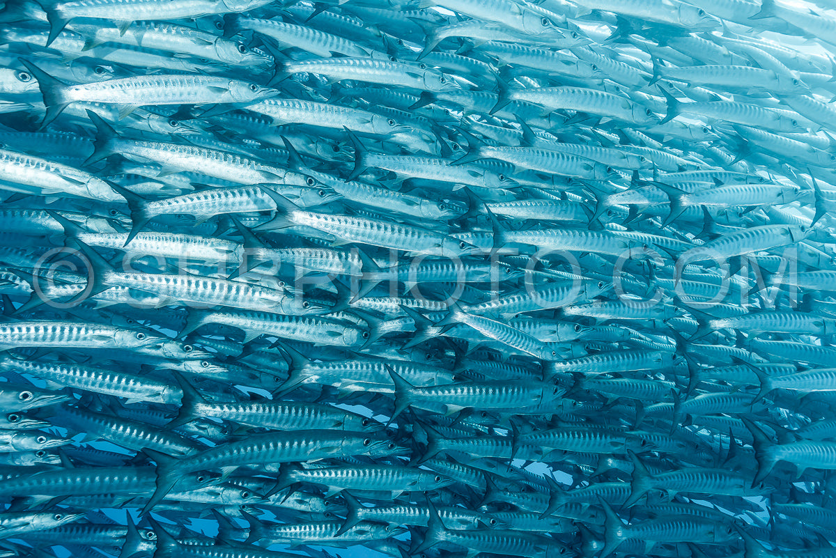 school of blackfin barracudas in Big Fish Country- Maratua- Kalimantan- Borneo- Indonesia