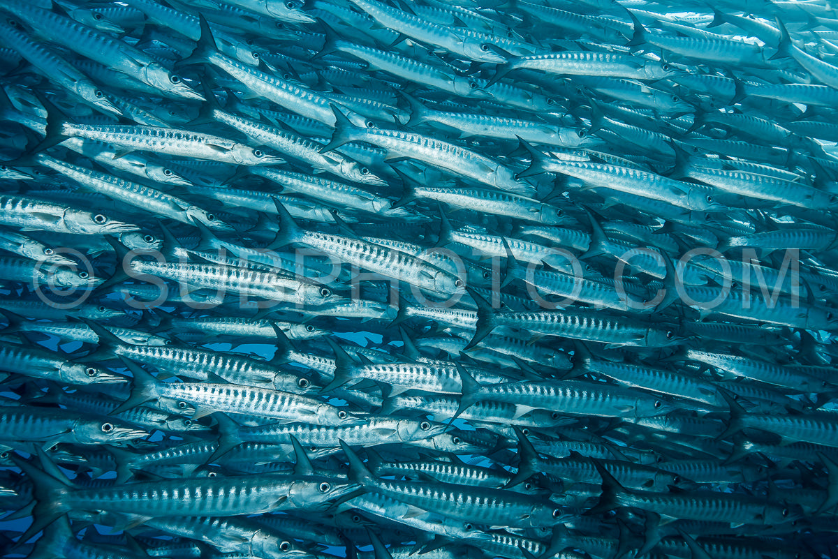 school of blackfin barracudas in Big Fish Country- Maratua- Kalimantan- Borneo- Indonesia