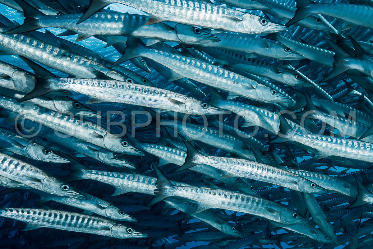 Photo de Banc de barracudas à nageoires noires dans le Big Fish Country- Maratua- Kalimantan- Borneo- Indonésie