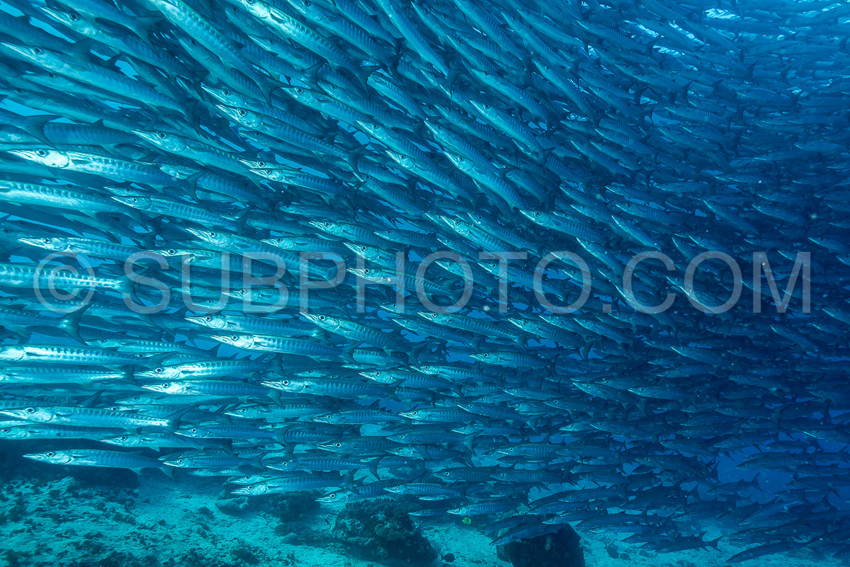school of blackfin barracudas in Big Fish Country- Maratua- Kalimantan- Borneo- Indonesia