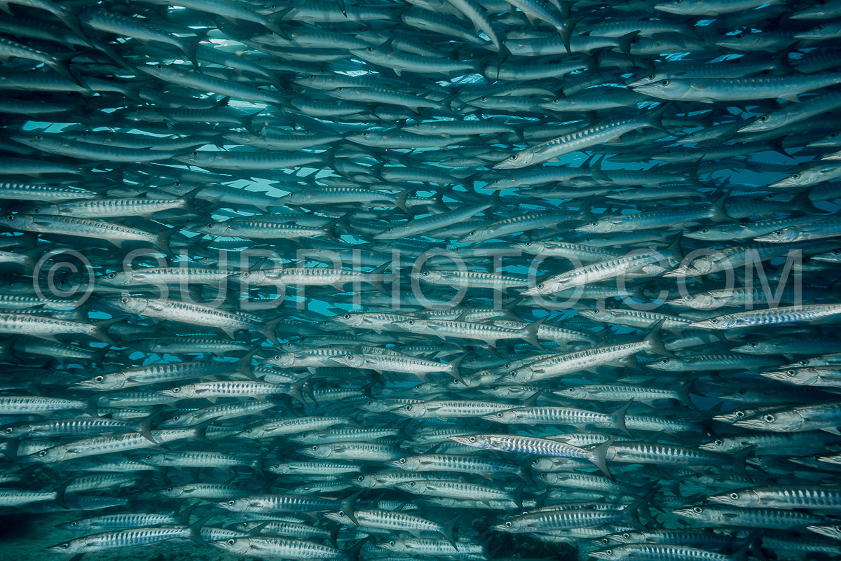 school of blackfin barracudas in Big Fish Country- Maratua- Kalimantan- Borneo- Indonesia