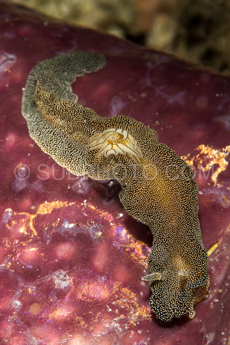 nudibranch Doriprismatica stellata