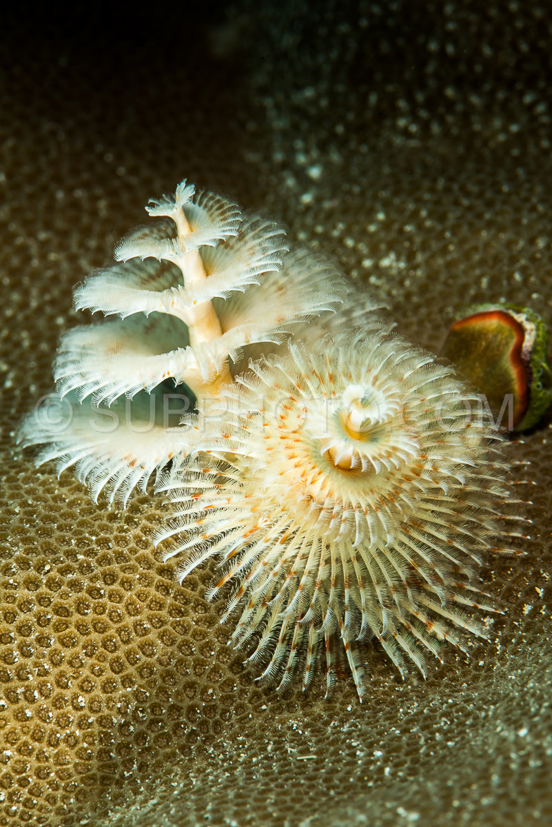 Spirobranchus giganteus- commonly known as Christmas tree worms- are tube-building polychaete worms belonging to the family Serpulidae