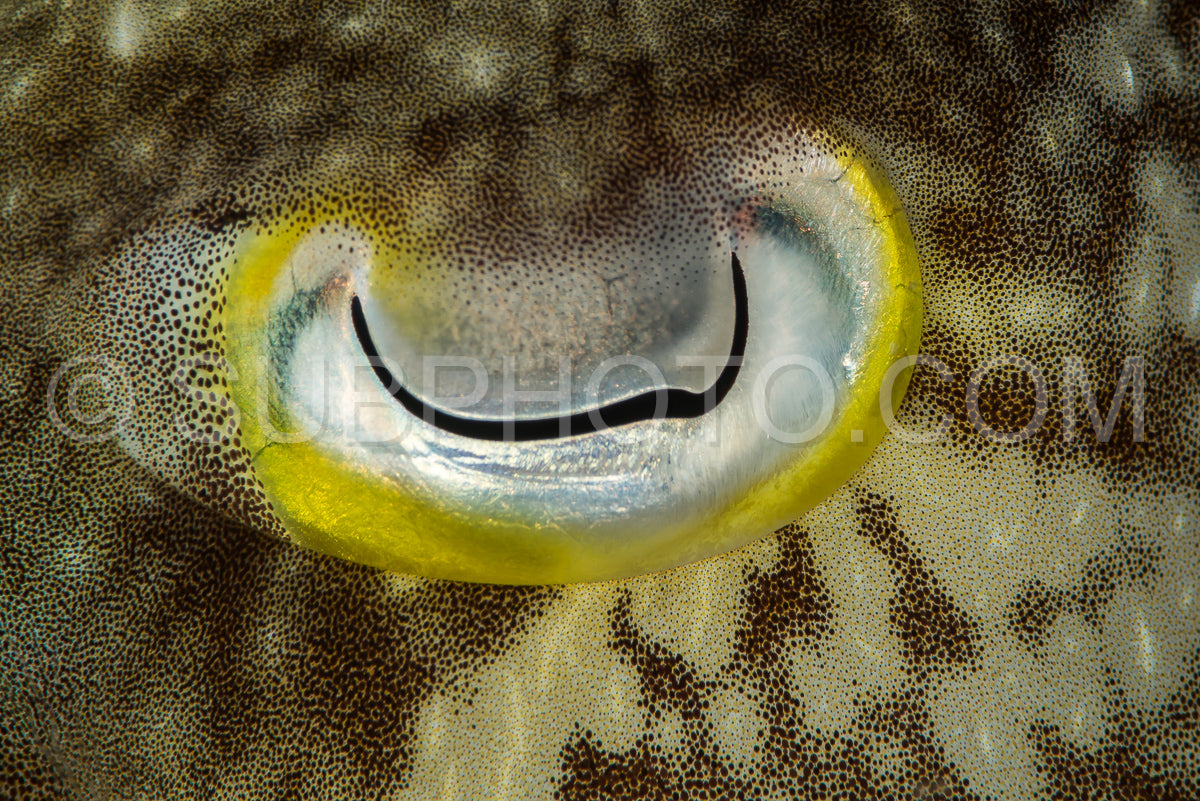 Photo de fermeture de l'oeil de la seiche