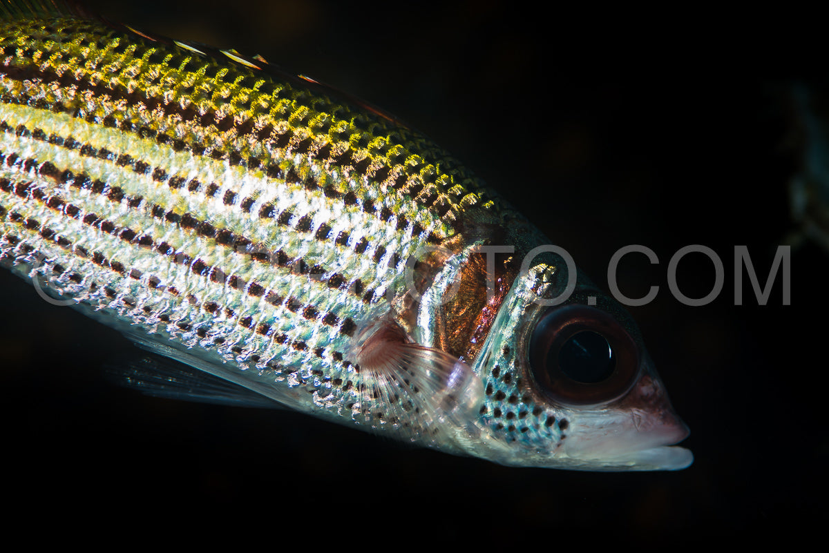 spotfin squirrelfish