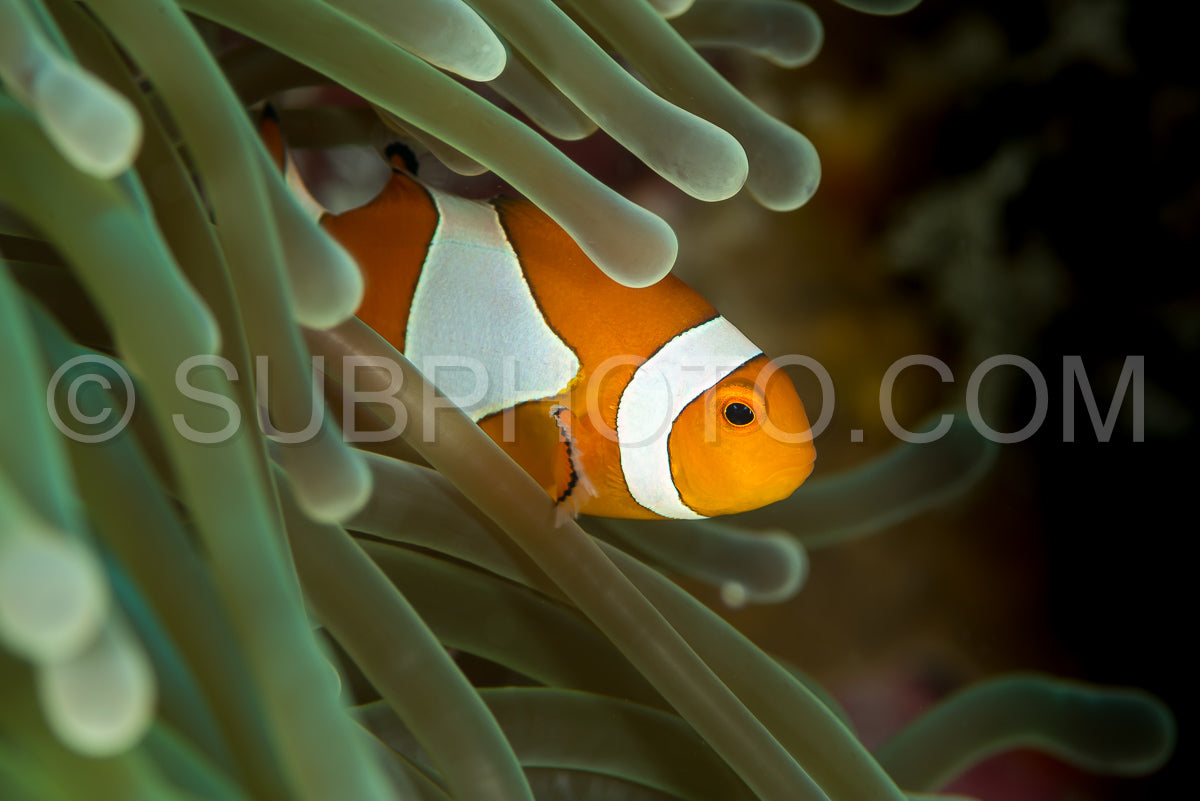 false clown anemonefish- clownfish