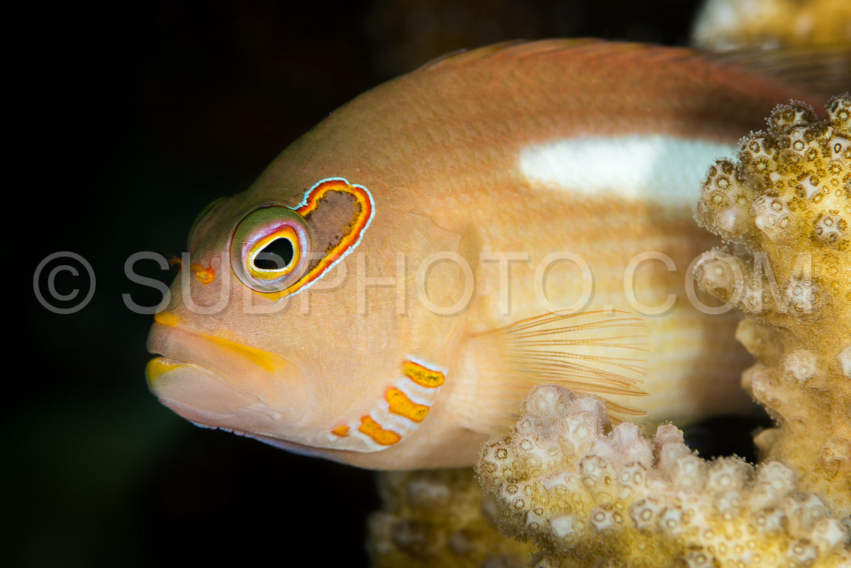 arc-eye hawkfish