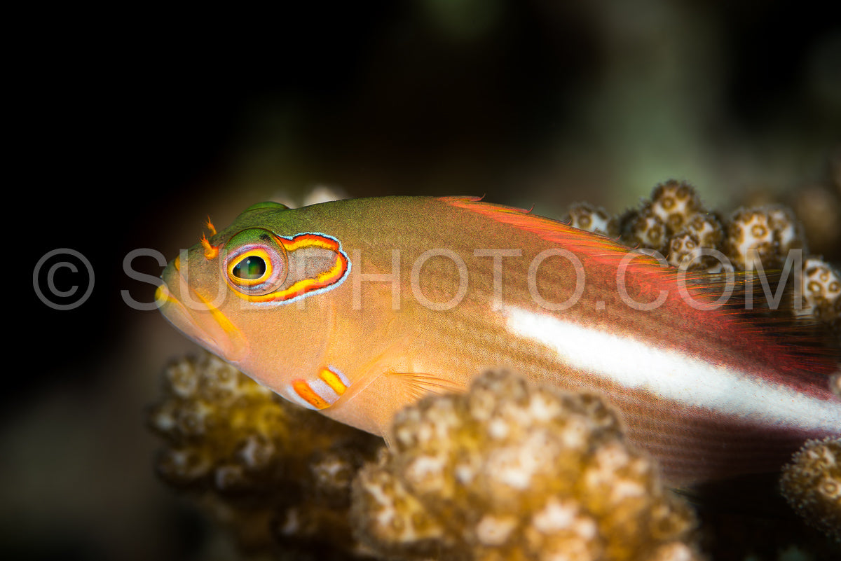 arc-eye hawkfish on coral