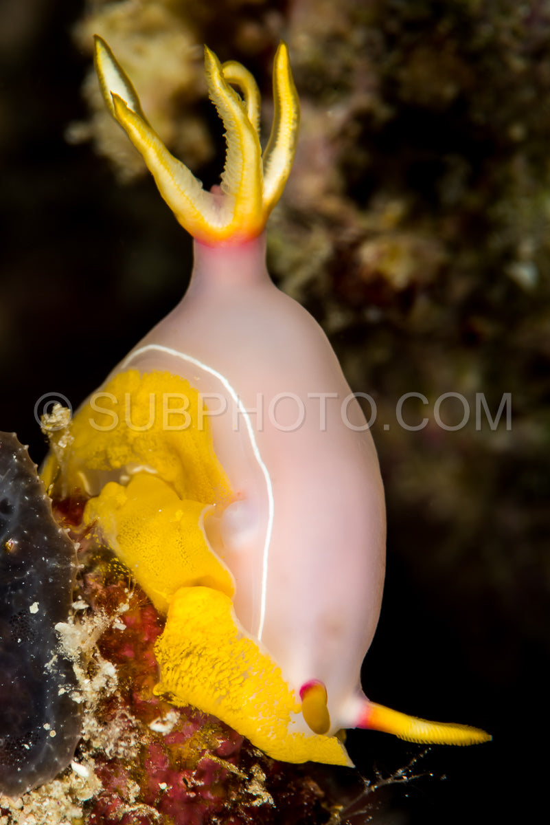 Photo de nudibranche hypselodoris bullockii