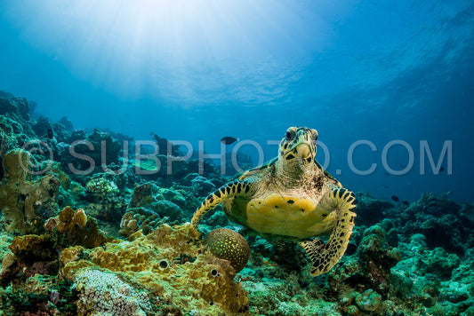 Photo de tortue caouanne nageant sur un récif corallien avec des rayons de soleil