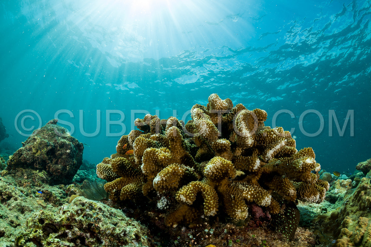 sea fan on the slope of a coral reef with a diver at depth