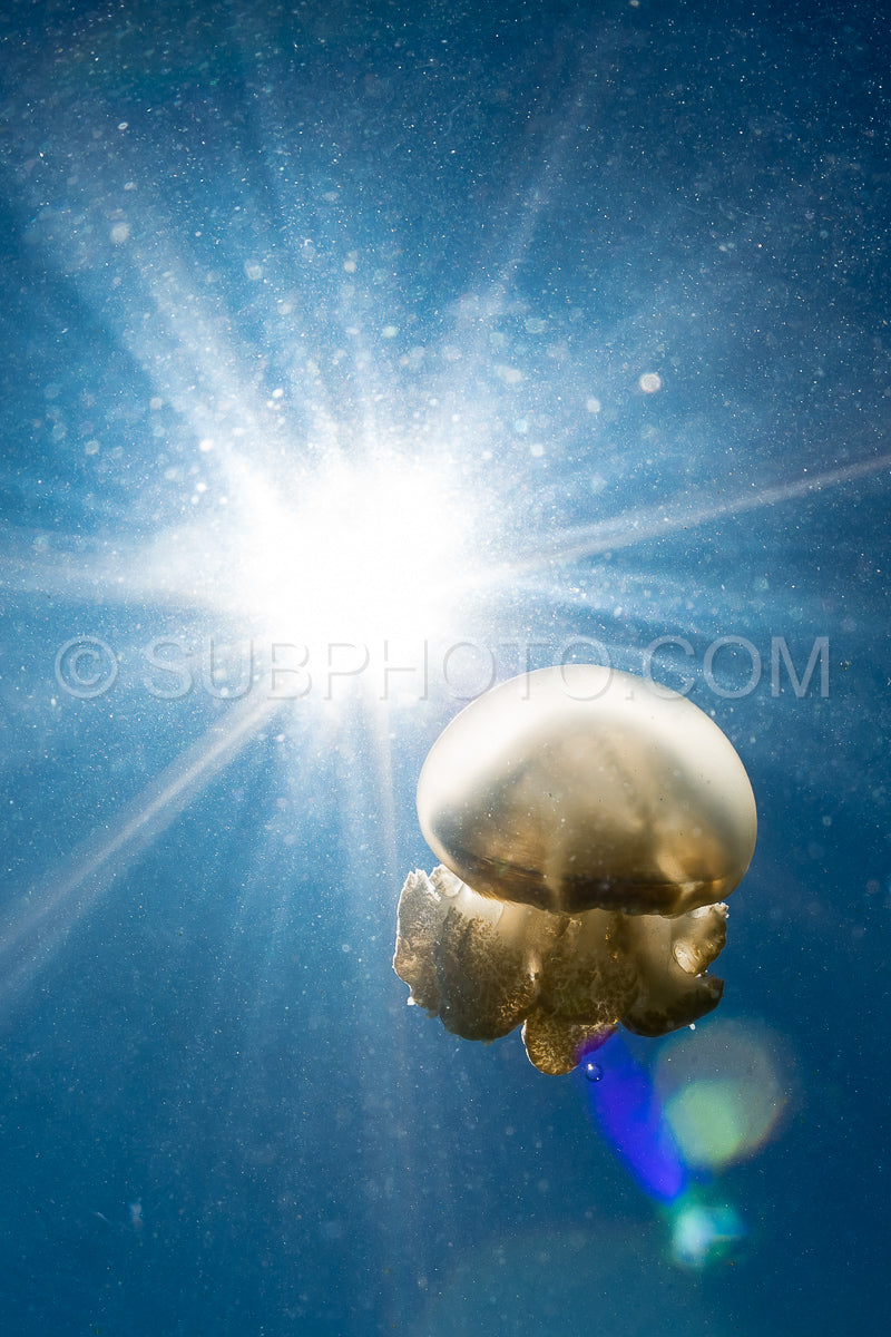 Photo de Martigias Papua Jellyfish- Jellyfish Lake- Kakaban- Indonésie