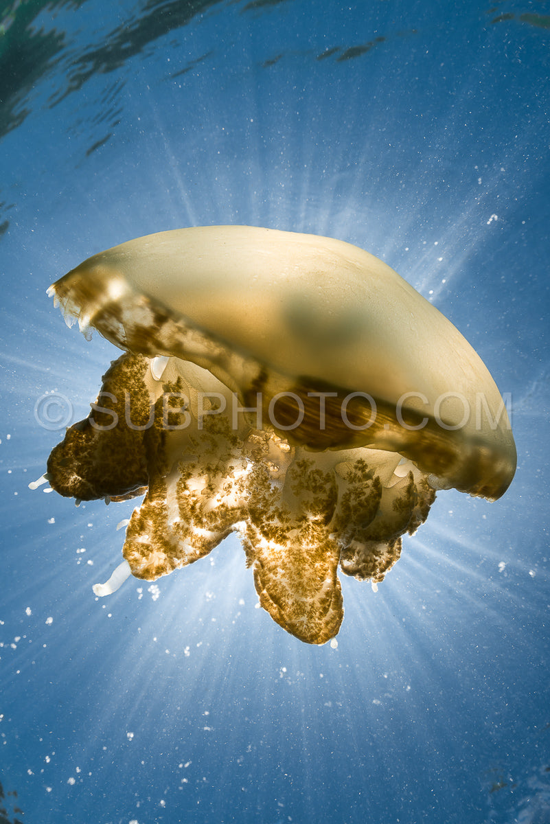 Martigias Papua Jellyfish- Jellyfish Lake- Kakaban- Indonesia