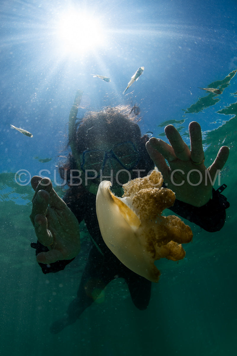 woman snorkeling with Martigias Papua Jellyfish- Jellyfish Lake- Kakaban- Indonesia