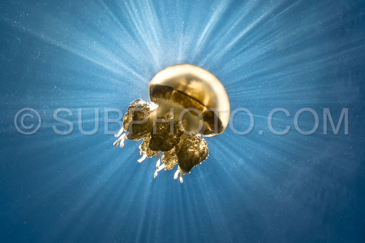 Photo de Martigias Papua Jellyfish- Jellyfish Lake- Kakaban- Indonésie