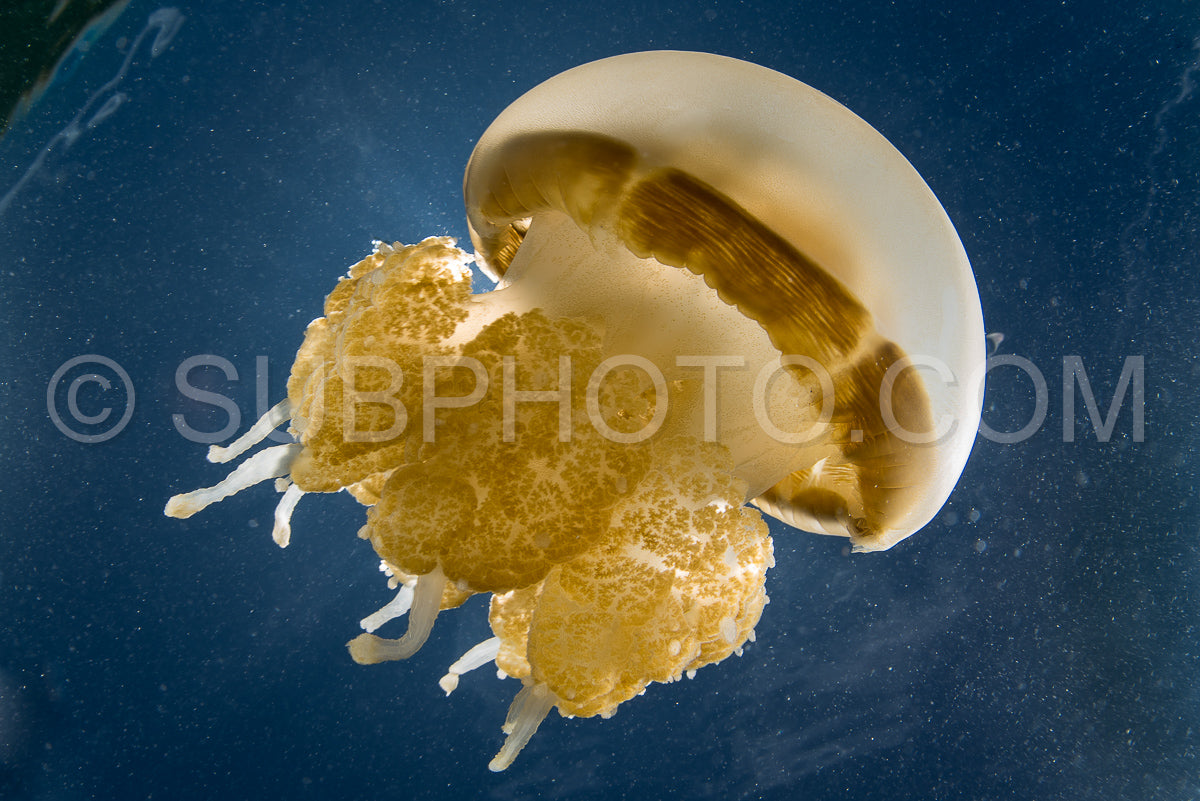 Photo de Martigias Papua Jellyfish- Jellyfish Lake- Kakaban- Indonésie