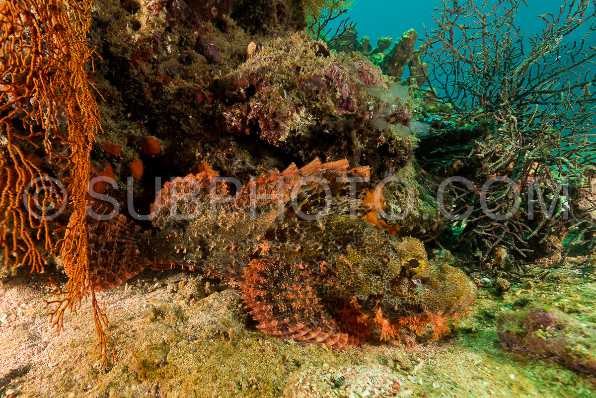 tasseled scorpionfish head