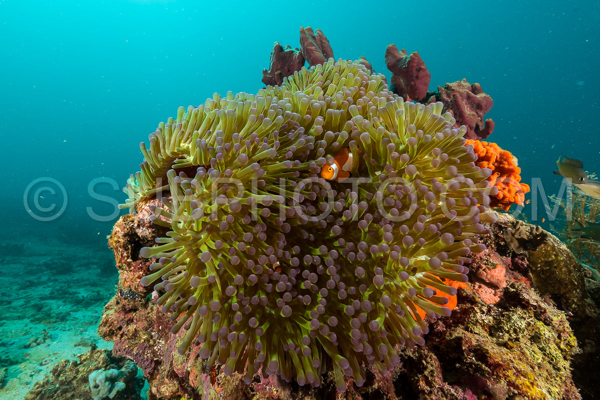 false clown anemonefish- clownfish