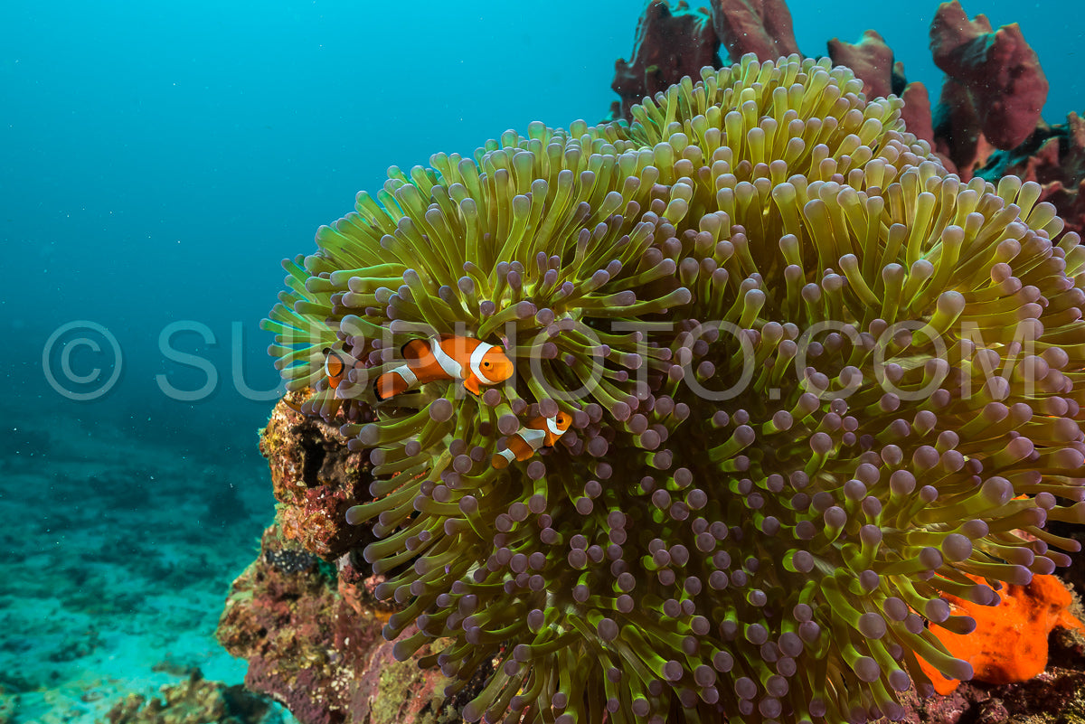 Photo de poisson-anémone faux clown - poisson-clown