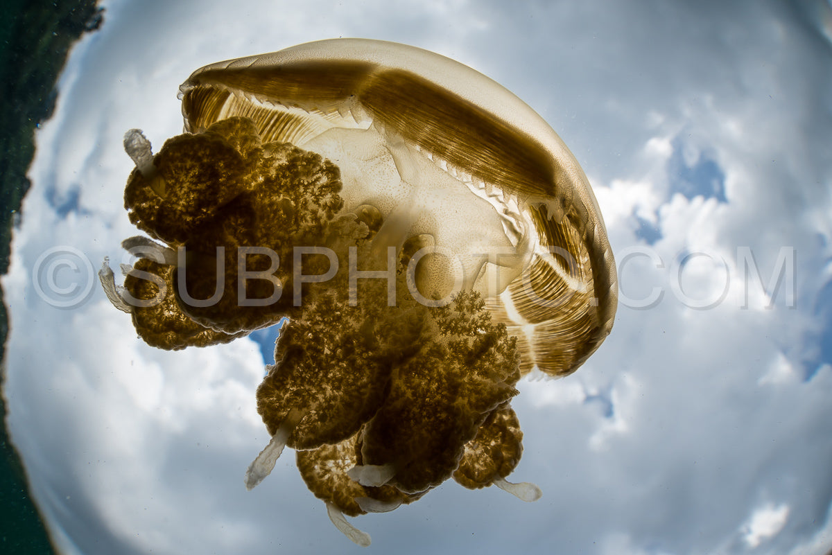Martigias Papua Jellyfish- Jellyfish Lake- Kakaban- Indonesia
