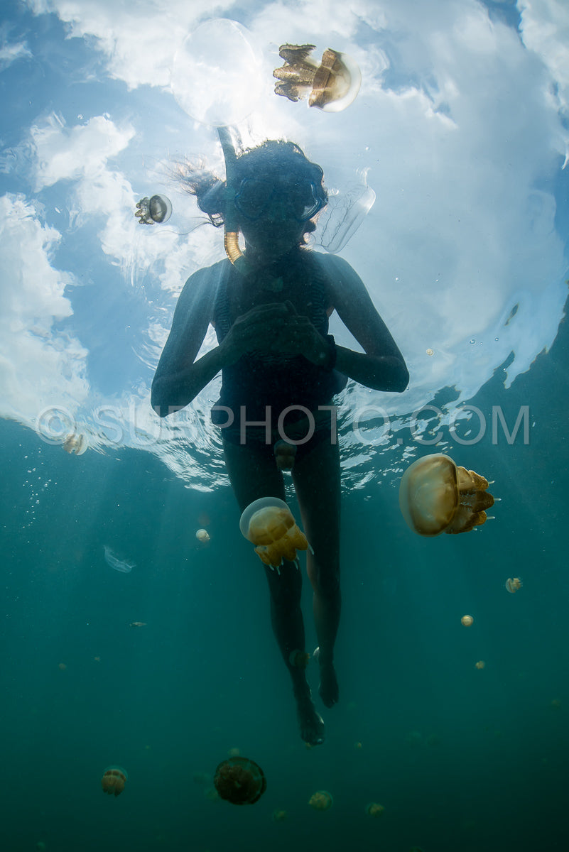 woman snorkeling with Martigias Papua Jellyfish- Jellyfish Lake- Kakaban- Indonesia