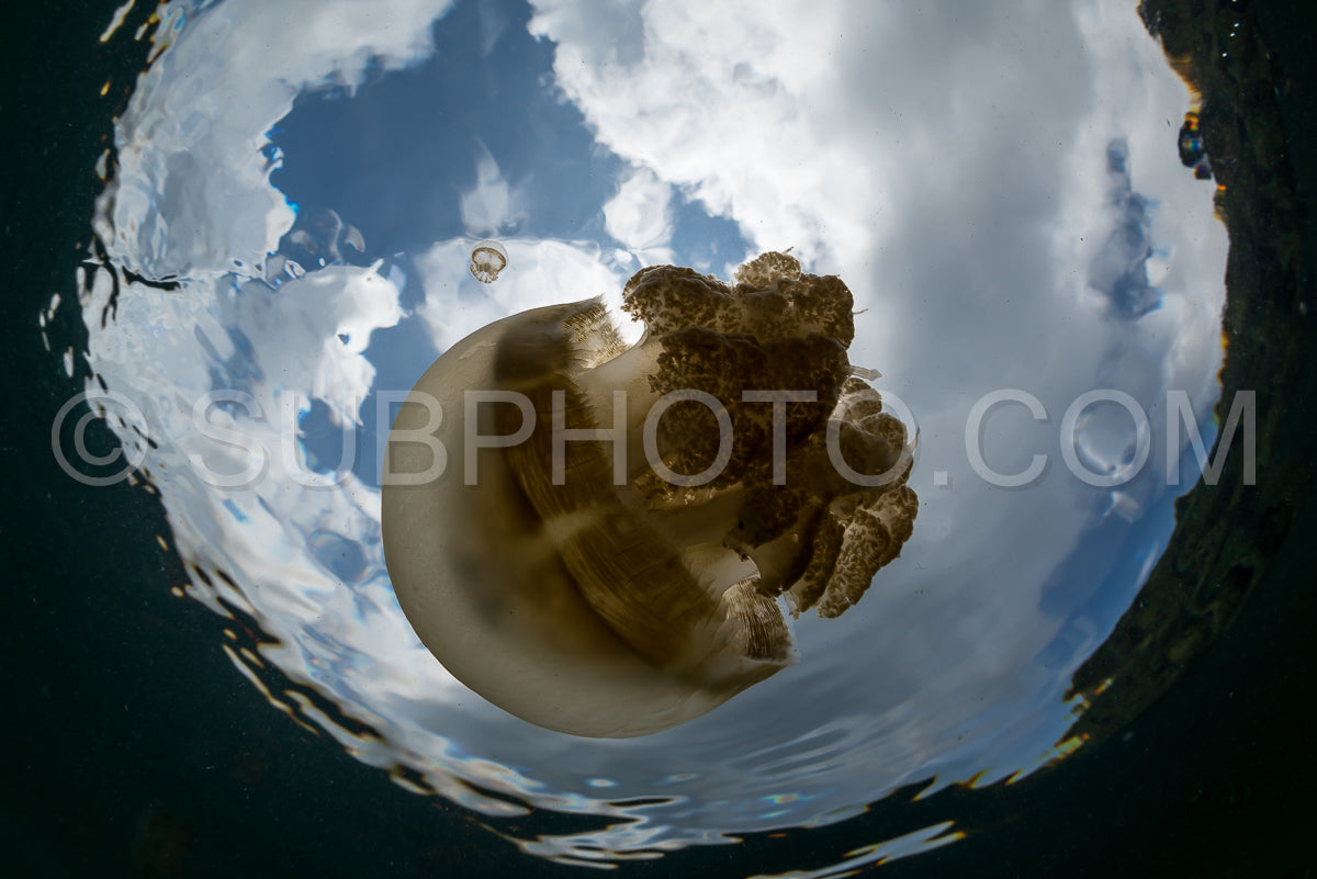 Martigias Papua Jellyfish- Jellyfish Lake- Kakaban- Indonesia