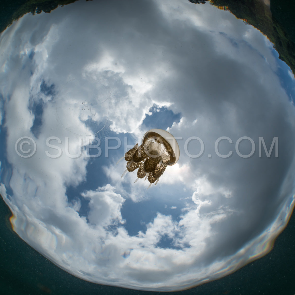 Photo de Martigias Papua Jellyfish- Jellyfish Lake- Kakaban- Indonésie