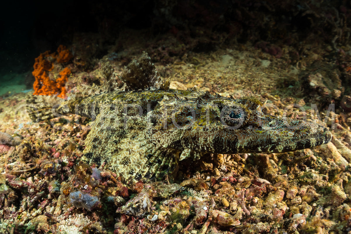 fringe-eyed flathead crocodile fish