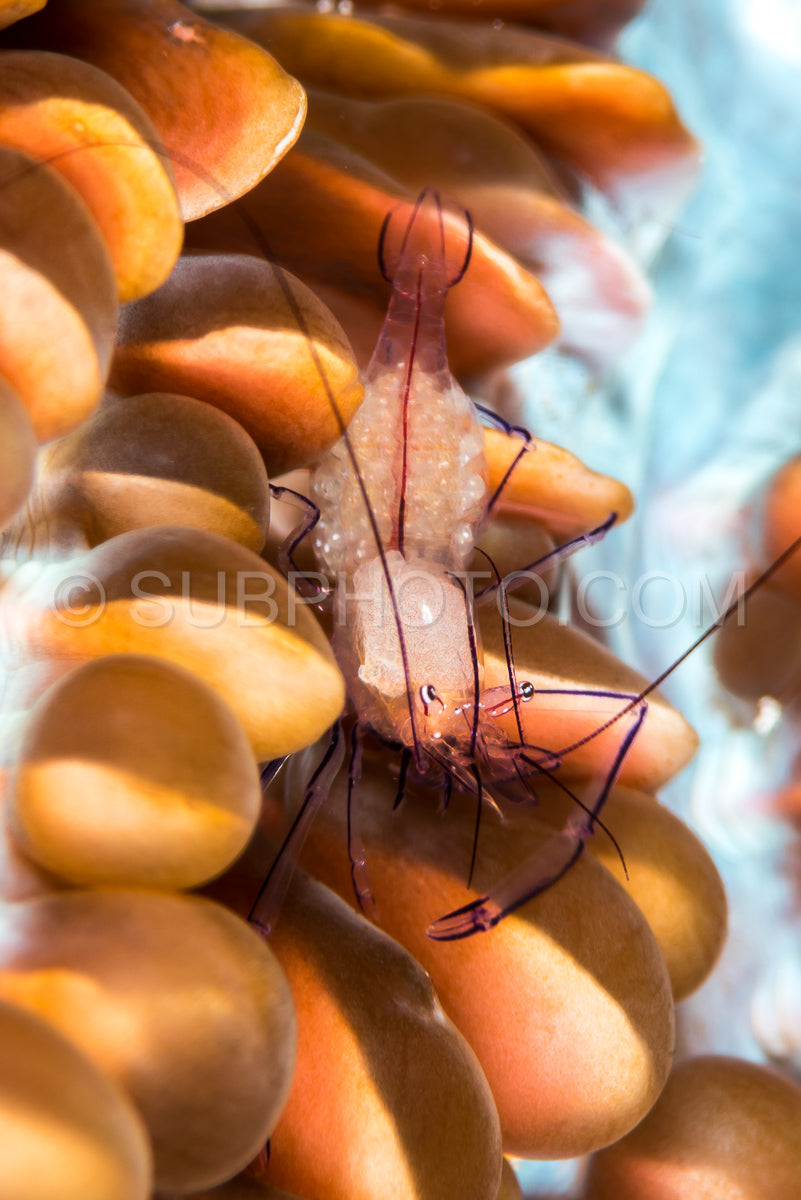 bubble coral shrimp