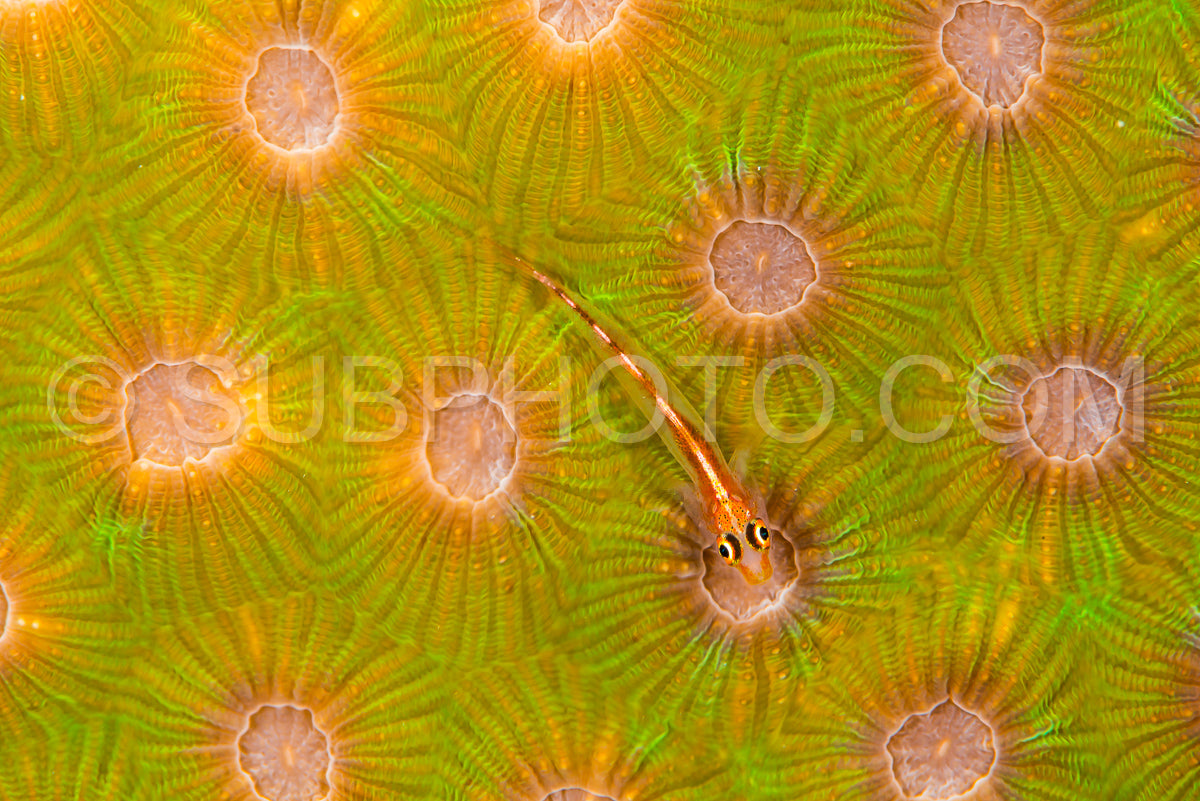 stonycoral ghostgoby- goby