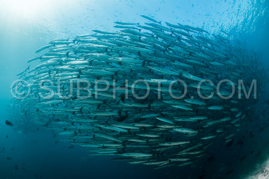 Photo de Banc de barracudas à nageoires noires dans le Big Fish Country- Maratua- Kalimantan- Borneo- Indonésie