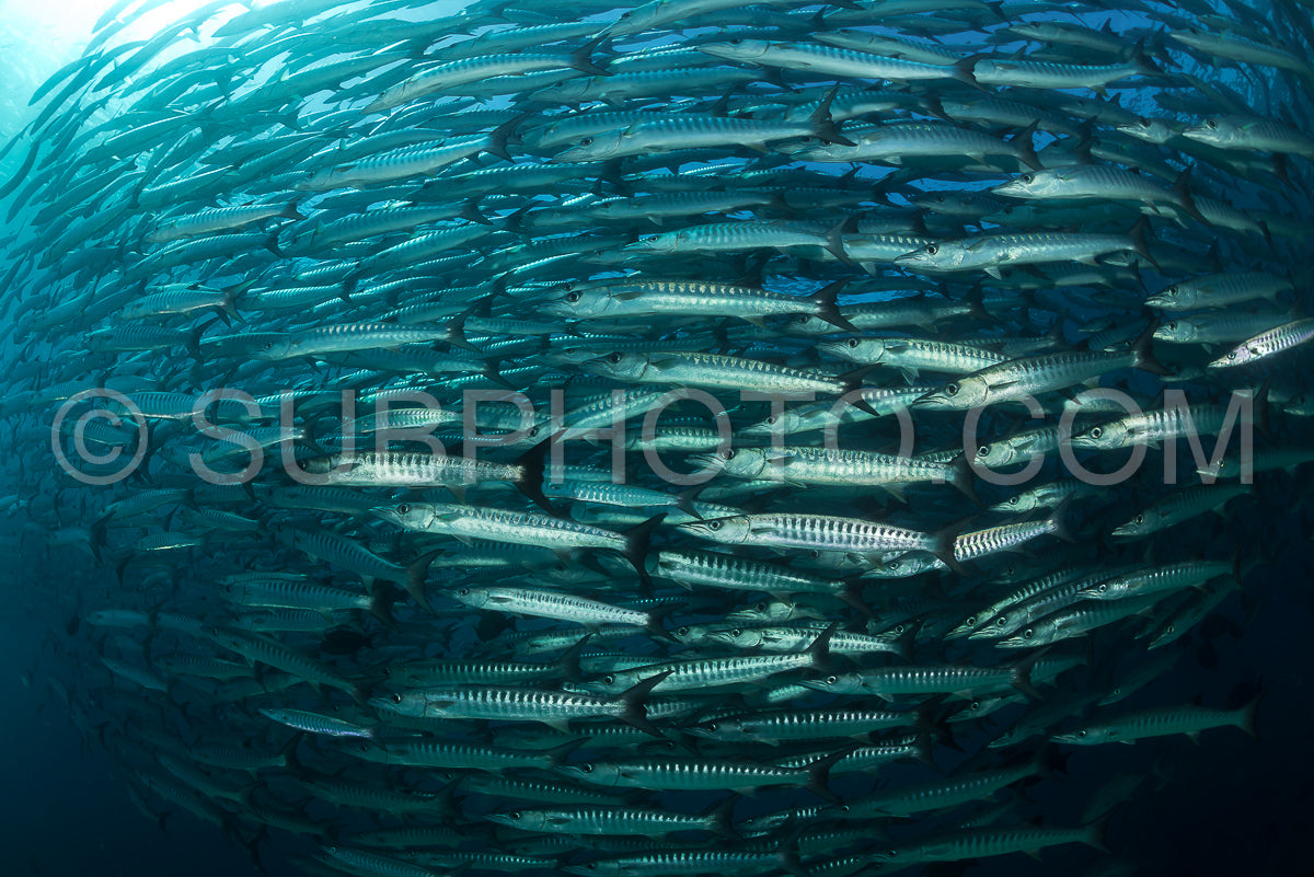 Photo de Banc de barracudas à nageoires noires dans le Big Fish Country- Maratua- Kalimantan- Borneo- Indonésie
