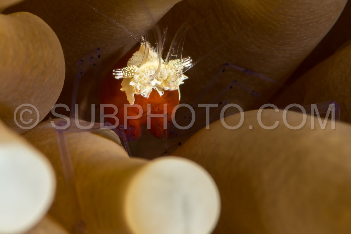 mushroom coral shrimp