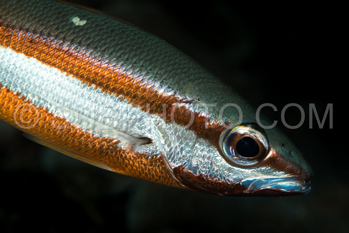 Photo de poisson rayé sur fond noir