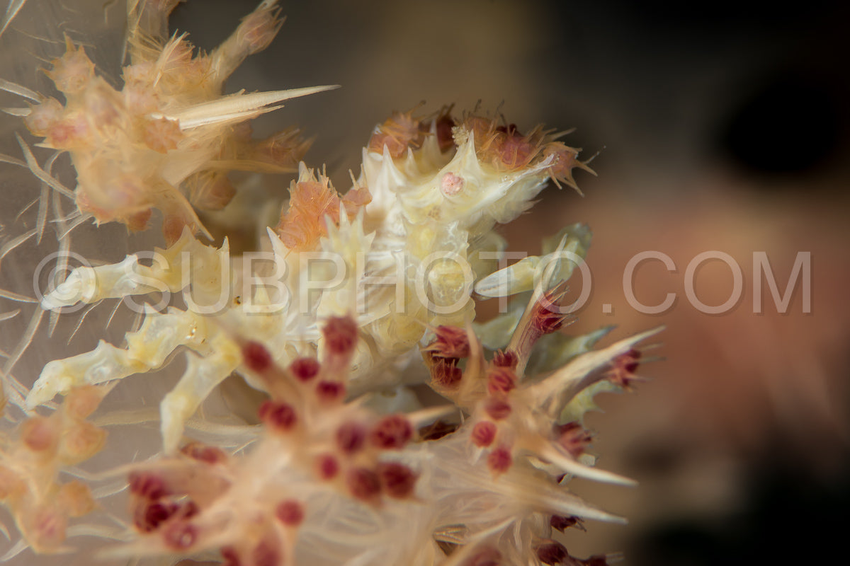 soft coral crab