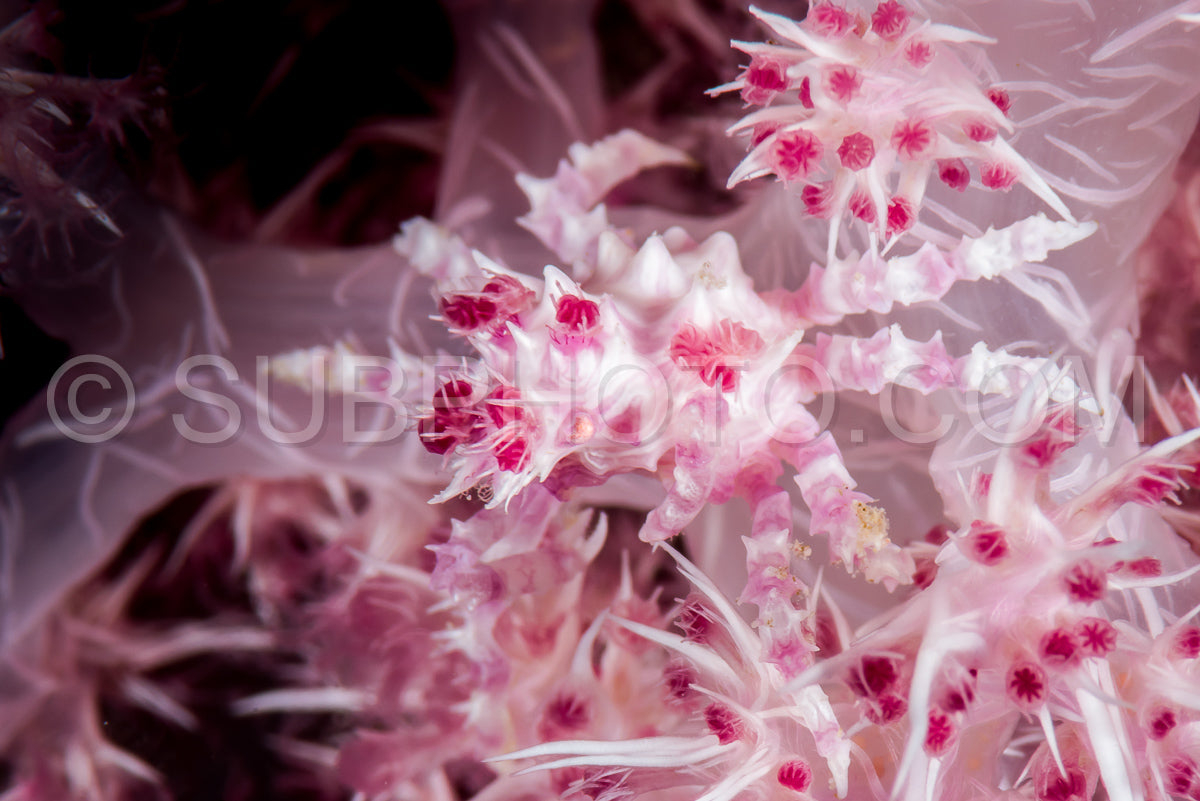 soft coral crab