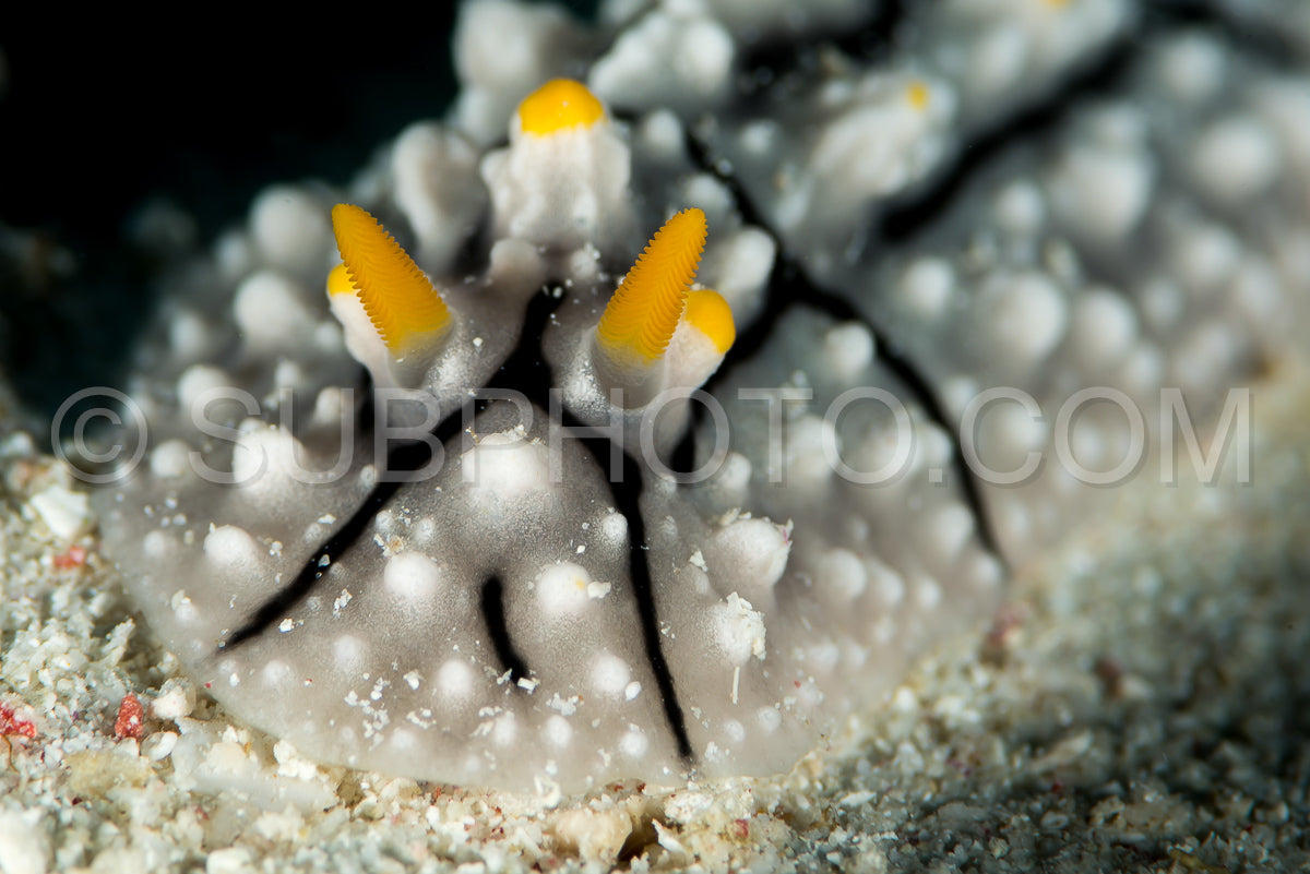 Photo de nudibranche phyllidia elegans Bergh