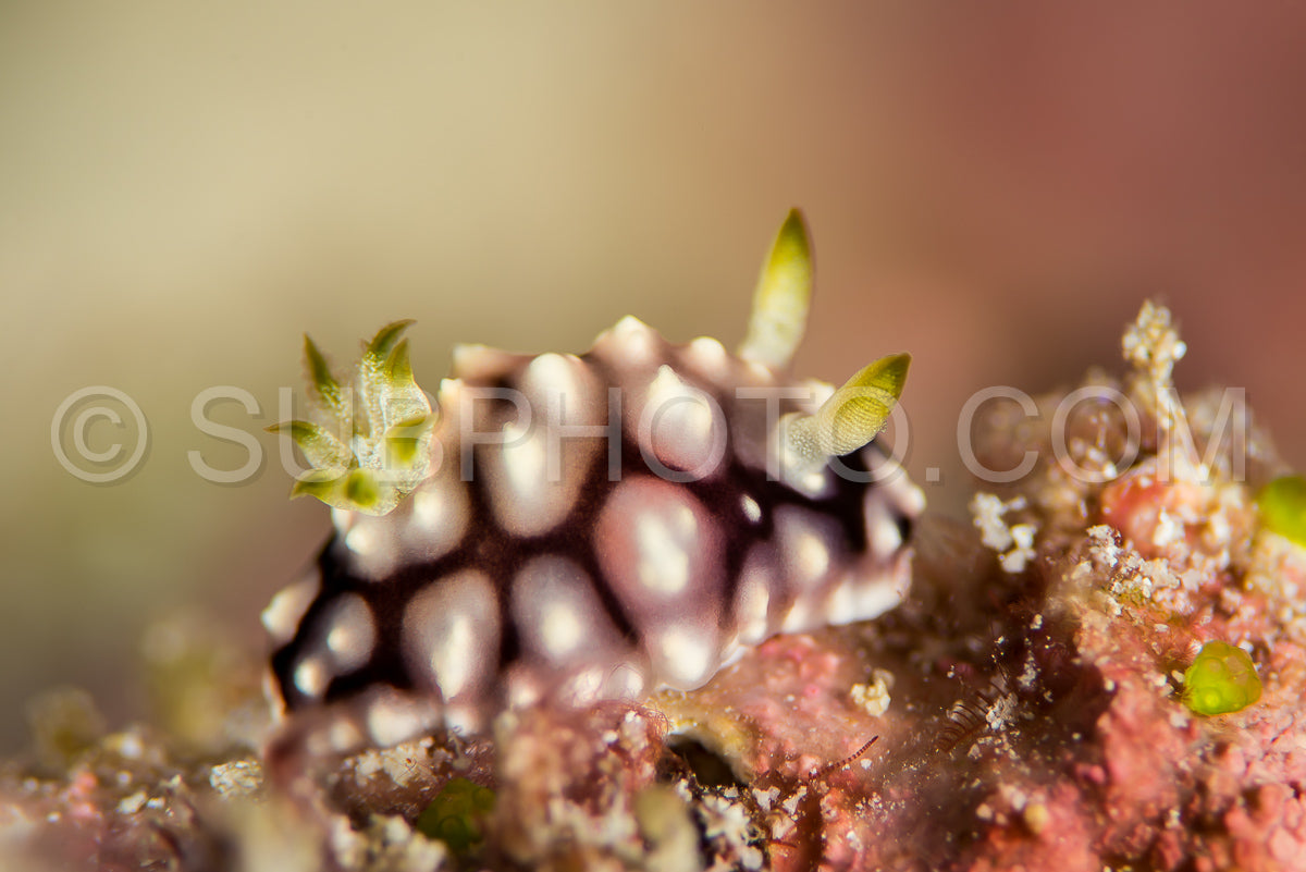 Photo de nudibranche juvénile goniobranchus geometricus
