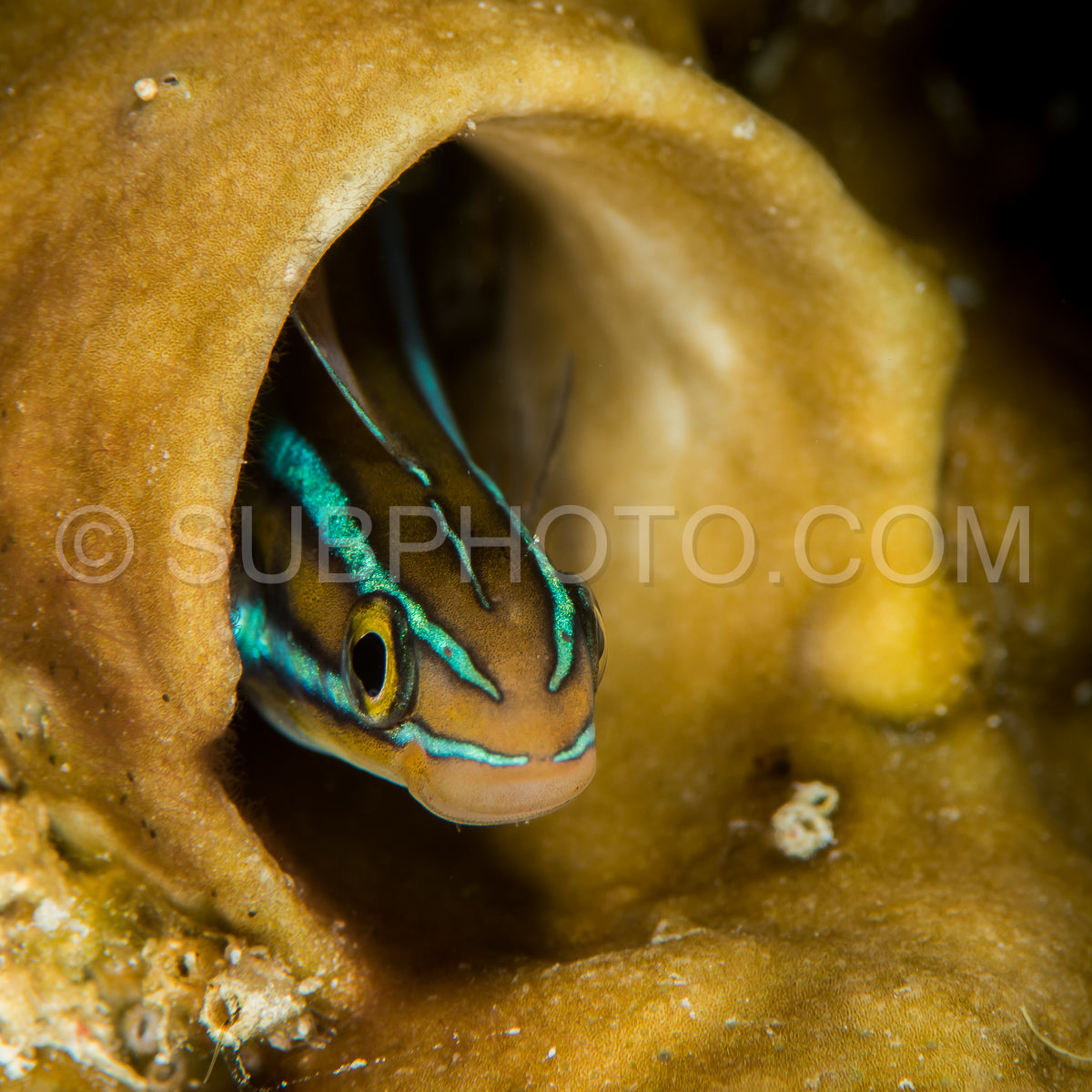 juvenile bluestripped fangblenny hidden in a sponge hole