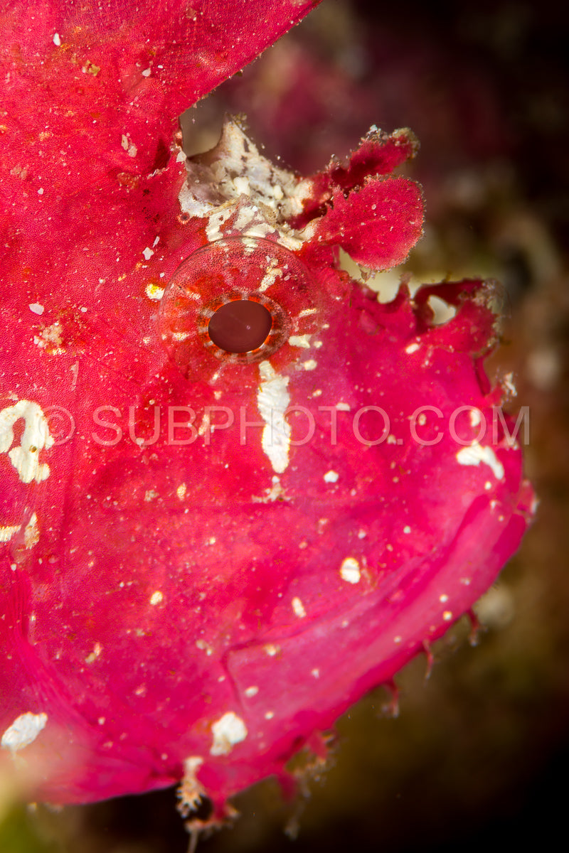 Photo de tête de scorpion feuille gros plan