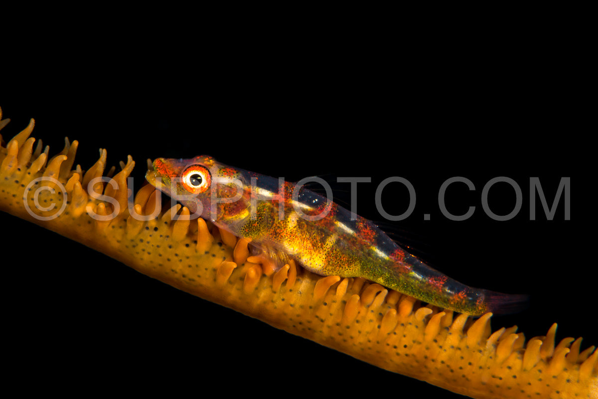 wire coral goby