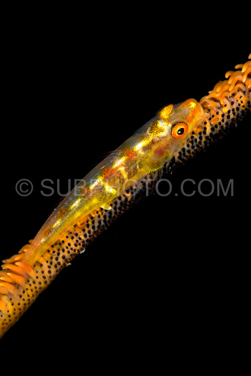 wire coral goby