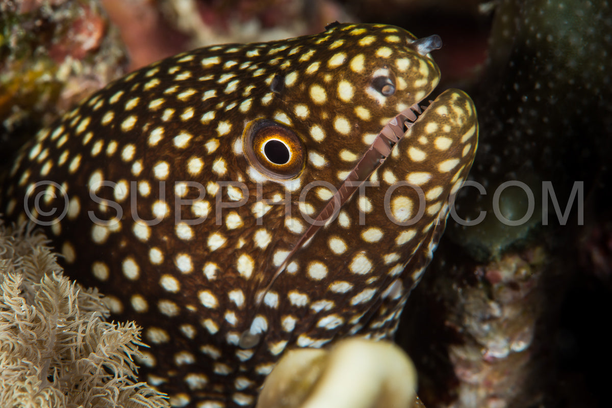 Photo de murène à bouche blanche dans son trou