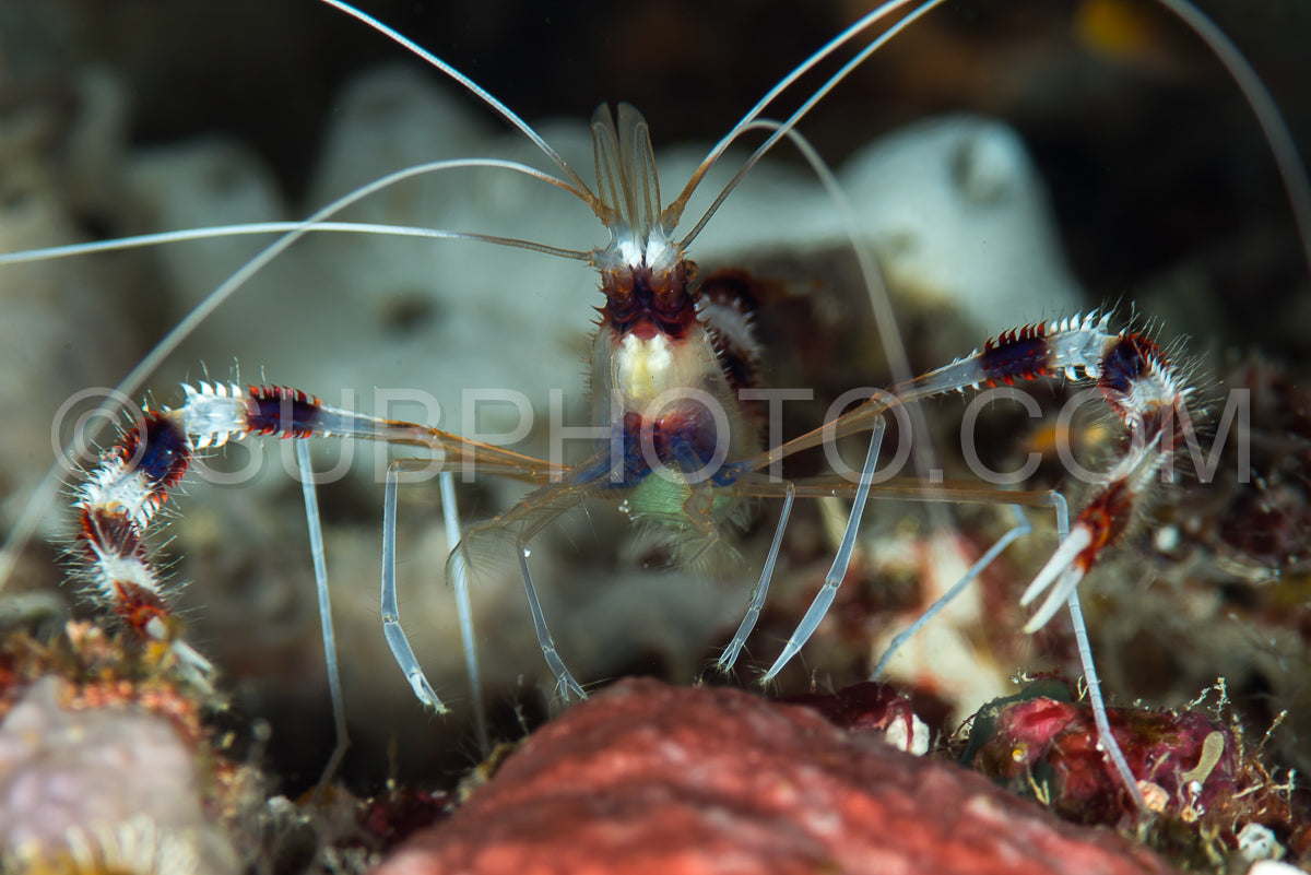 banded coral shrimp