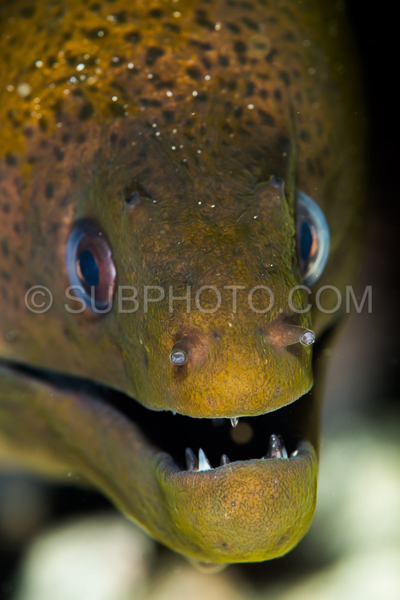 giant moray head closeup