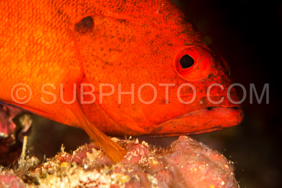 stawberry grouper on a coral reef