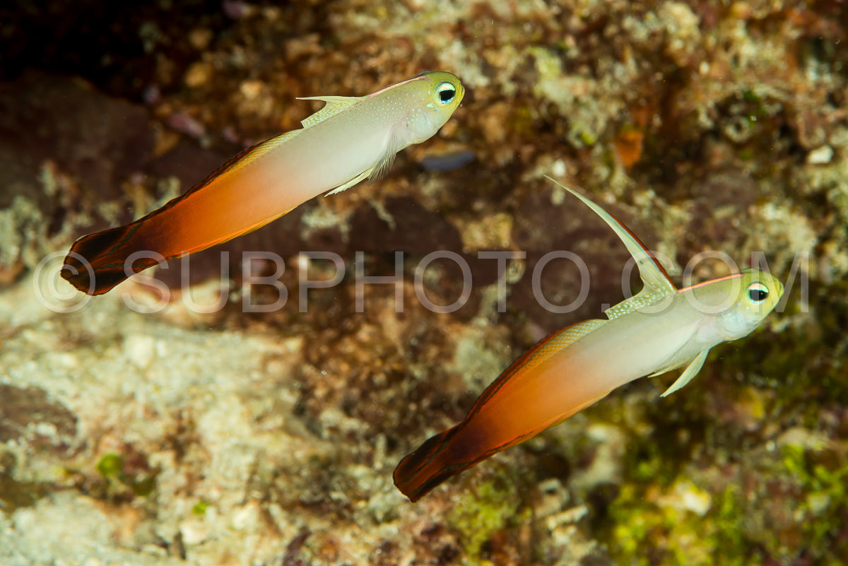 couple of fire dartfish on a black background- goby