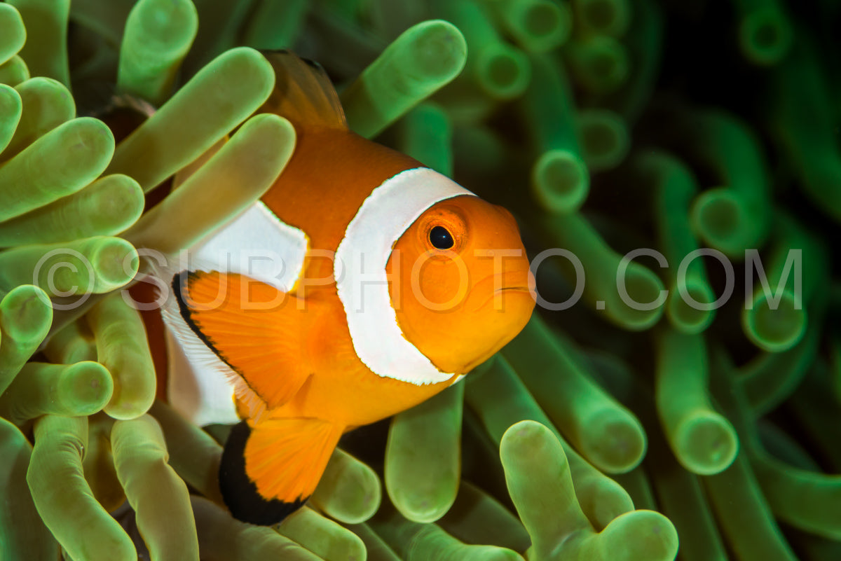 Photo de poisson-anémone faux clown - poisson-clown