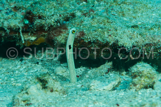 Photo de anguille de jardin repérée sur un fond sablonneux